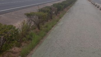 Avenida de la ribera "ruta del colesterol"