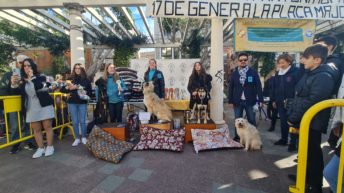 concurs cani sant antoni